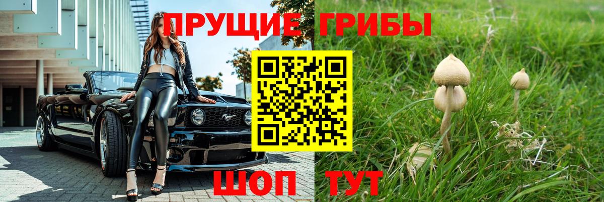 Псилоцибиновые грибы Psilocybe Сальск